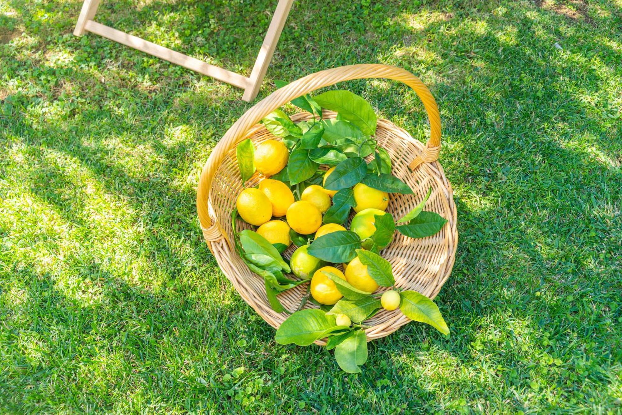 Villa Lemon Garden - Apartment In Dubrovnik Mlini Esterno foto